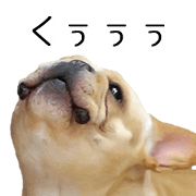 Hana-chan of French bulldog 2