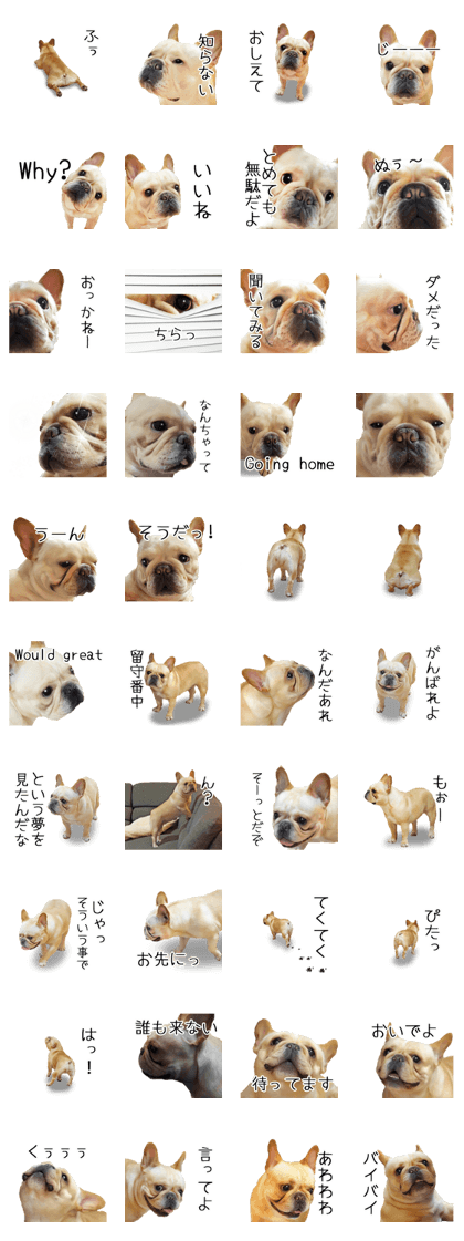 Hana-chan of French bulldog 2