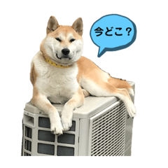 Shiba_20210117152739