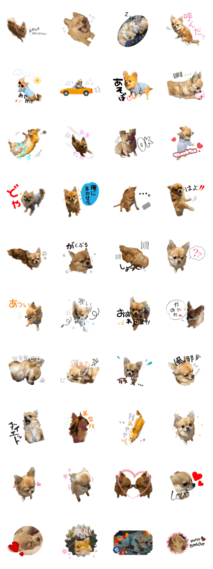 One day of Phorn Chihuahua 2