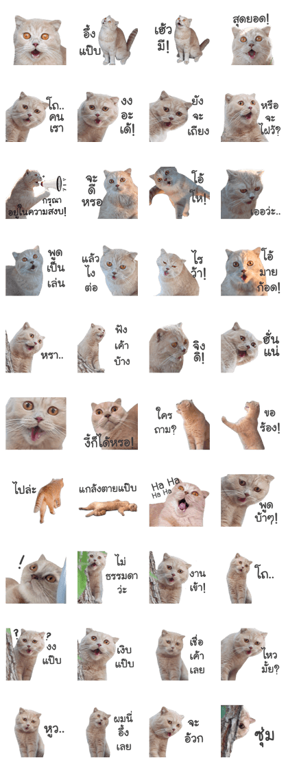OH MY CAT!