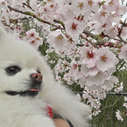A white pomeranian 4