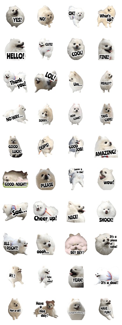 A white pomeranian 4