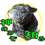 Black pug doratan 3