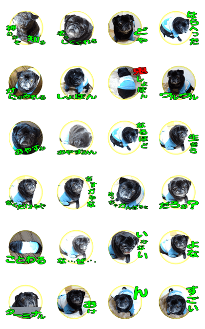 Black pug doratan 3