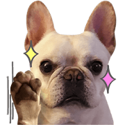 French Bulldog-Puni II