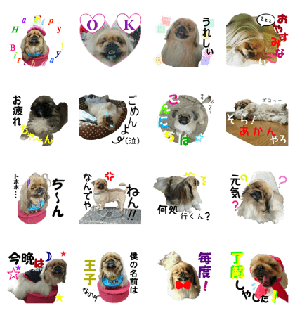 Prince Pekingese