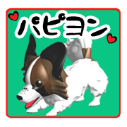 Do you like Papillon of dog?