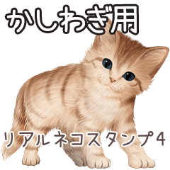 Kashiwagi Real pretty cats 4