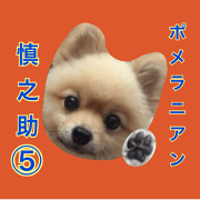 pomeranian shin-chan no.5