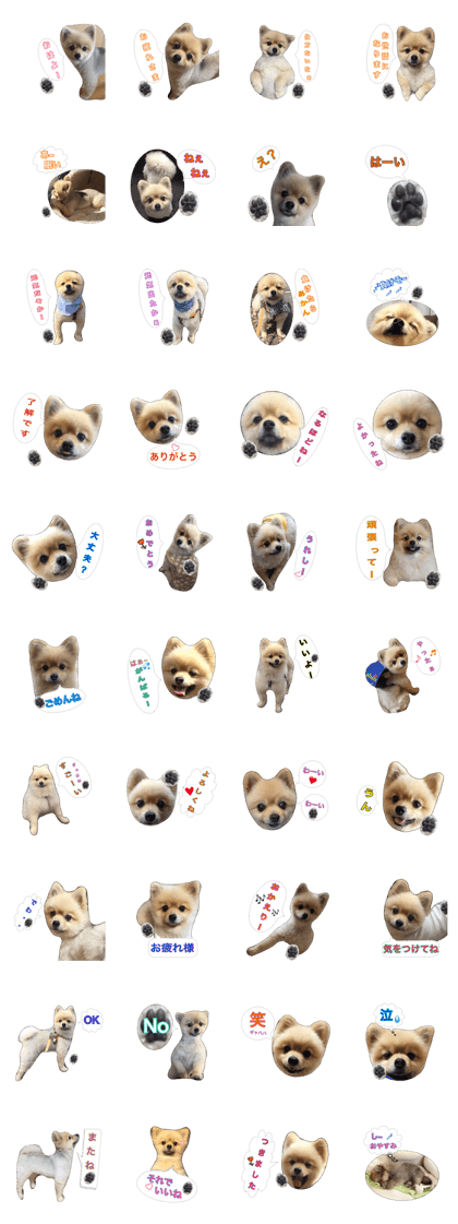 pomeranian shin-chan no.5