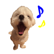 Yorkshire Terrier & Maltese