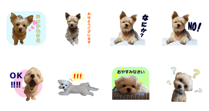 Yorkshire Terrier & Maltese