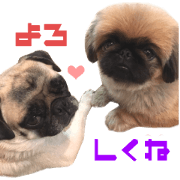 Real DOG pag & Pekingese