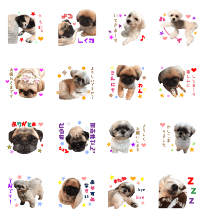 Real DOG pag & Pekingese