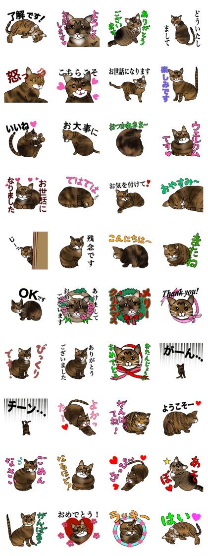 CHAPI the Cat