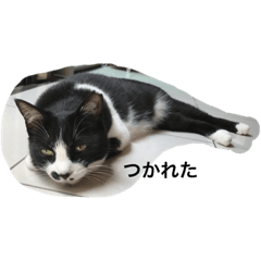 mochi_20210117213736