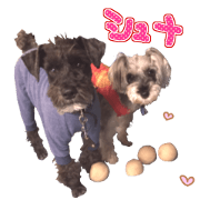 Miniature Schnauzer's Sticker