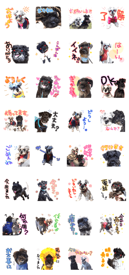Miniature Schnauzer's Sticker