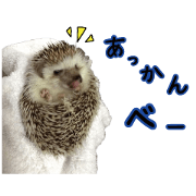hedgehog mitarashi 2