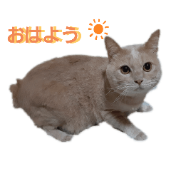 miminekoko