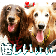 dachshundfan2