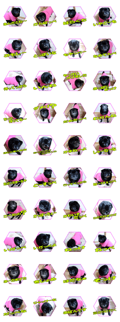 Black pug doratan 6