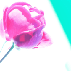 hapyy rose