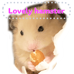 Lovely hamster Chan Mess English