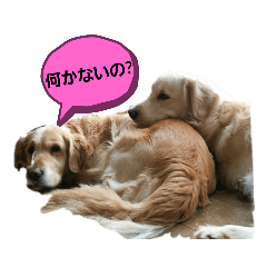 panda_20210118073505