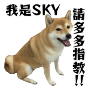 SHIBA SKY