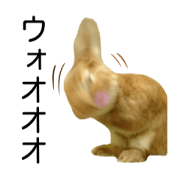 PEACH THE RABBIT Photo 3