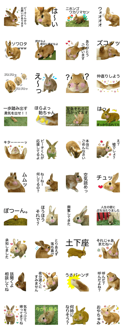 PEACH THE RABBIT Photo 3