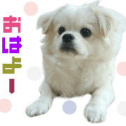 Real DOG Pekingese mix MOKO