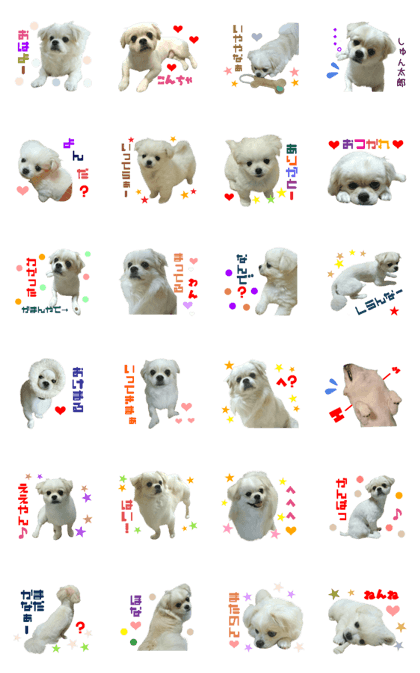 Real DOG Pekingese mix MOKO