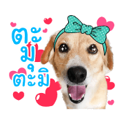 very happy is dogs