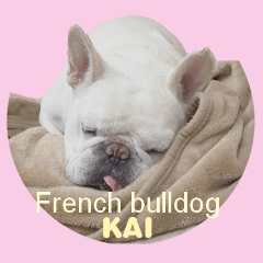French Frenchbulldog