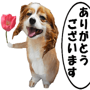 active dog rabbit-3
