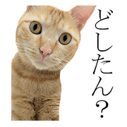 So Cute!!! Orange Tabby Cat!!!
