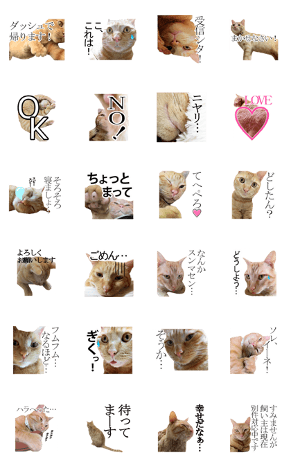 So Cute!!! Orange Tabby Cat!!!