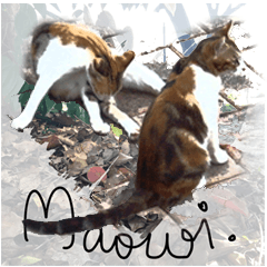 Cats Garden Photography Stickers