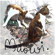 Cats Garden Photography Stickers