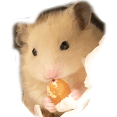 Lovely hamster Chan Normal size English