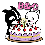 Boston Terrier & Chihuahua