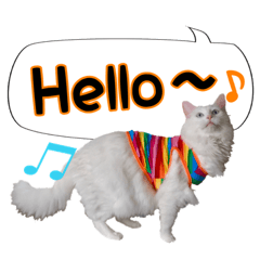 Fluffy white cat MOCHI3