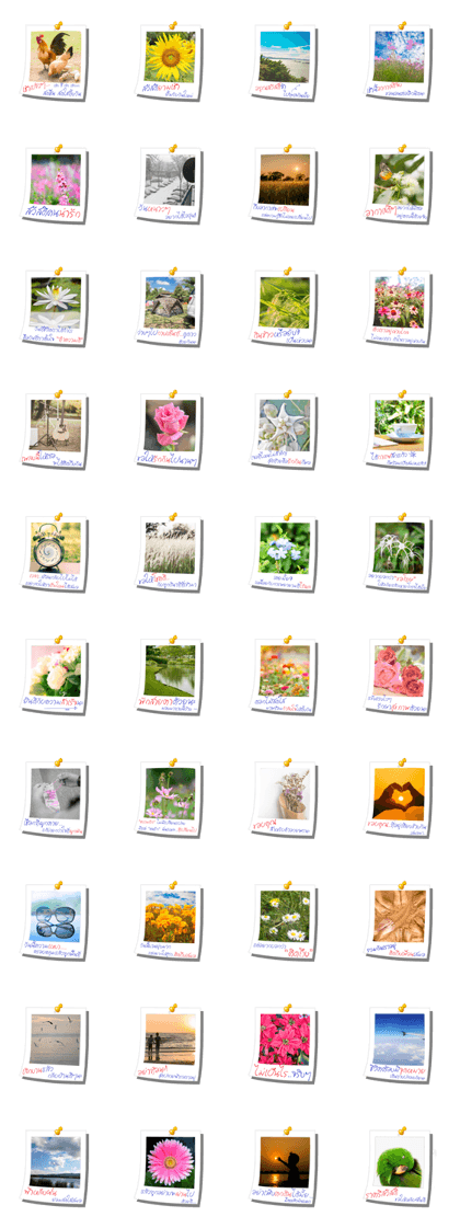 Message of Flower and nature photos