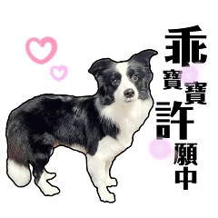 邊境牧羊犬(圓圓)