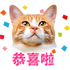 中国語で毎日使える 茶トラと茶白ねこ Line スタンプ Line Store 中国語で毎日使える 茶トラと茶白ねこ Line スタンプ Line Store