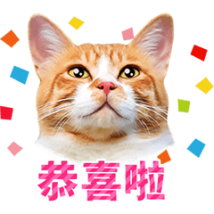 Orange tabby cats photo sticker for CHN