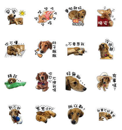 Dachshund GaGa